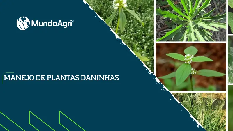 Manejo de Plantas Daninhas - Mundo Agri