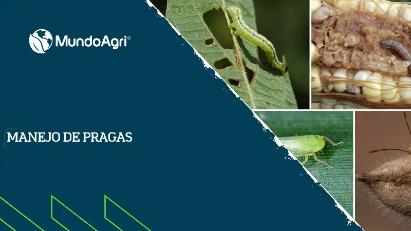 Manejo de Pragas - Mundo Agri