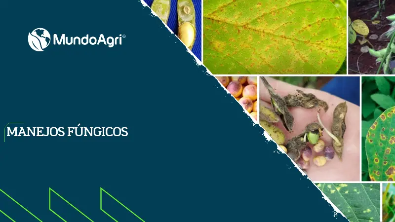 Manejos Fúngicos - Mundo Agri
