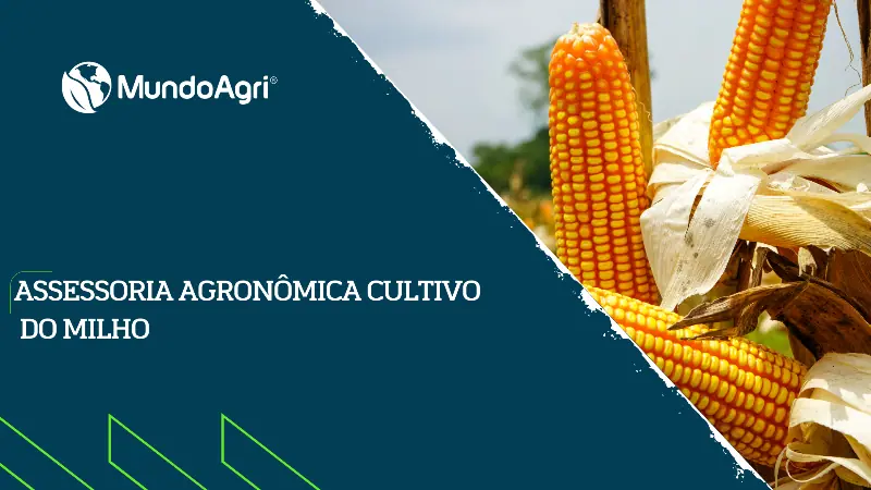 Assessoria Agronômica no Cultivo do Milho - Mundo Agri