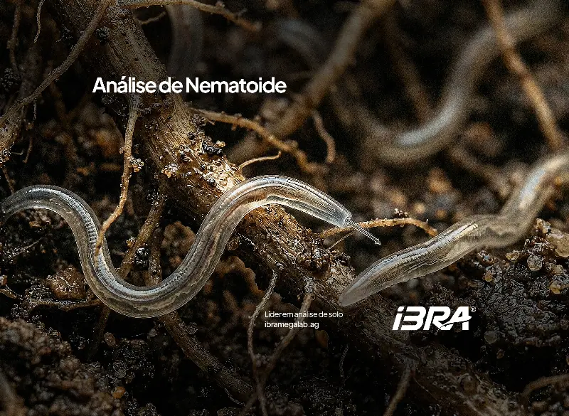 Análise de Nematoide - IBRA - 1