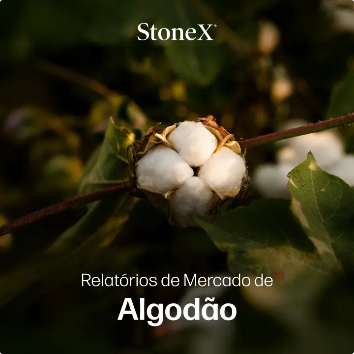 Relatórios de Mercado de Algodão | StoneX