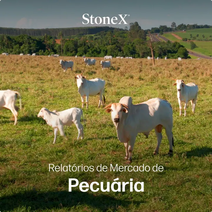 Relatórios de Mercado de Pecuária | StoneX