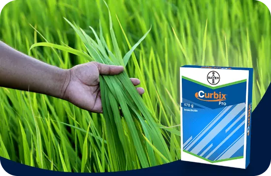 Bioensaio de avaliação de mortalidade de S. levis